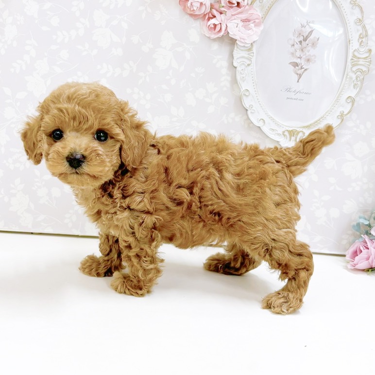 富山県のトイプードル(トイ) (犬の家＆猫の里アミーゴ高岡蓮花寺店/2026年8月25日生まれ/女の子/レッド)の子犬の3枚目の画像
