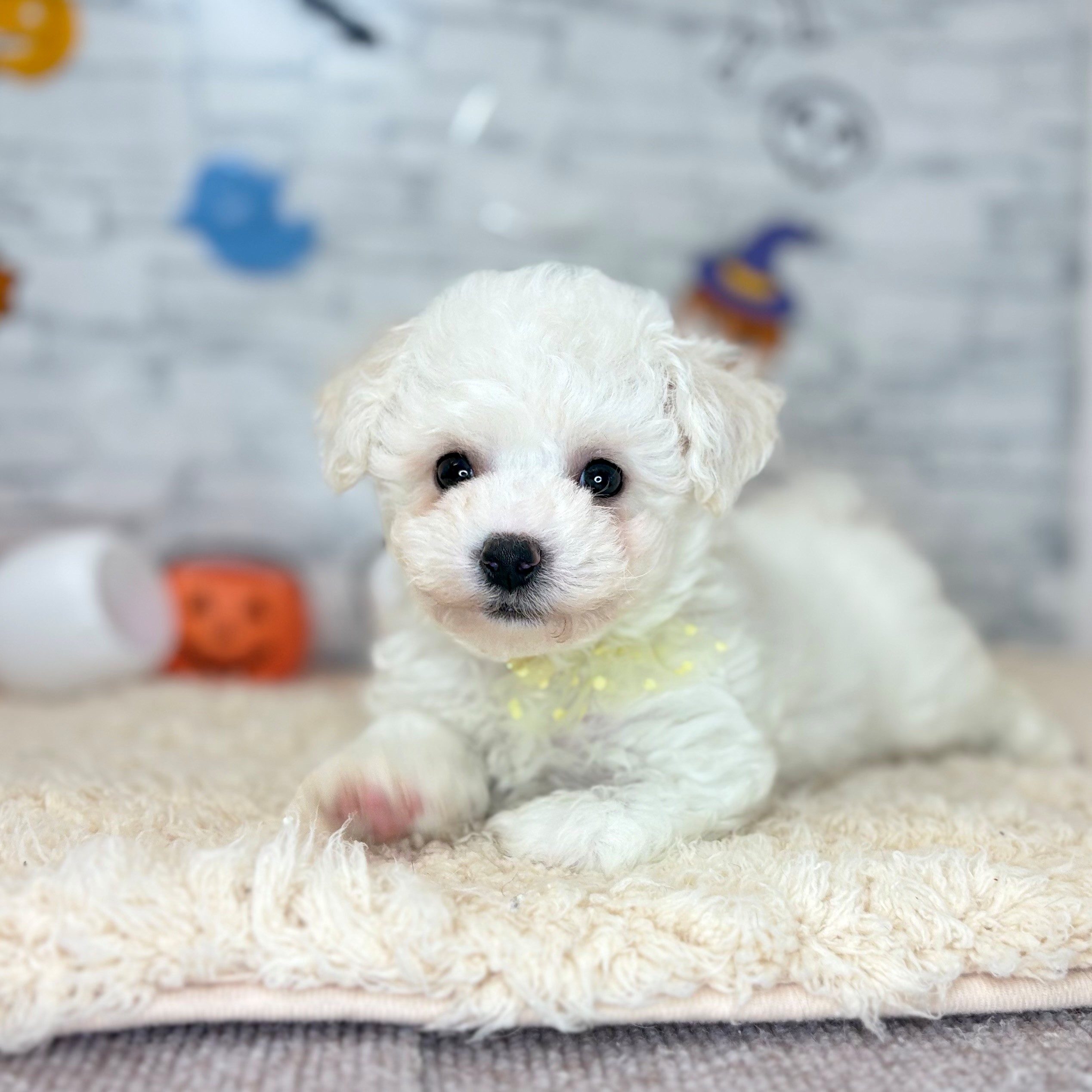 長野県のビションフリーゼ (犬の家＆猫の里長野店/2026年8月23日生まれ/女の子/ホワイト)の子犬の3枚目の画像