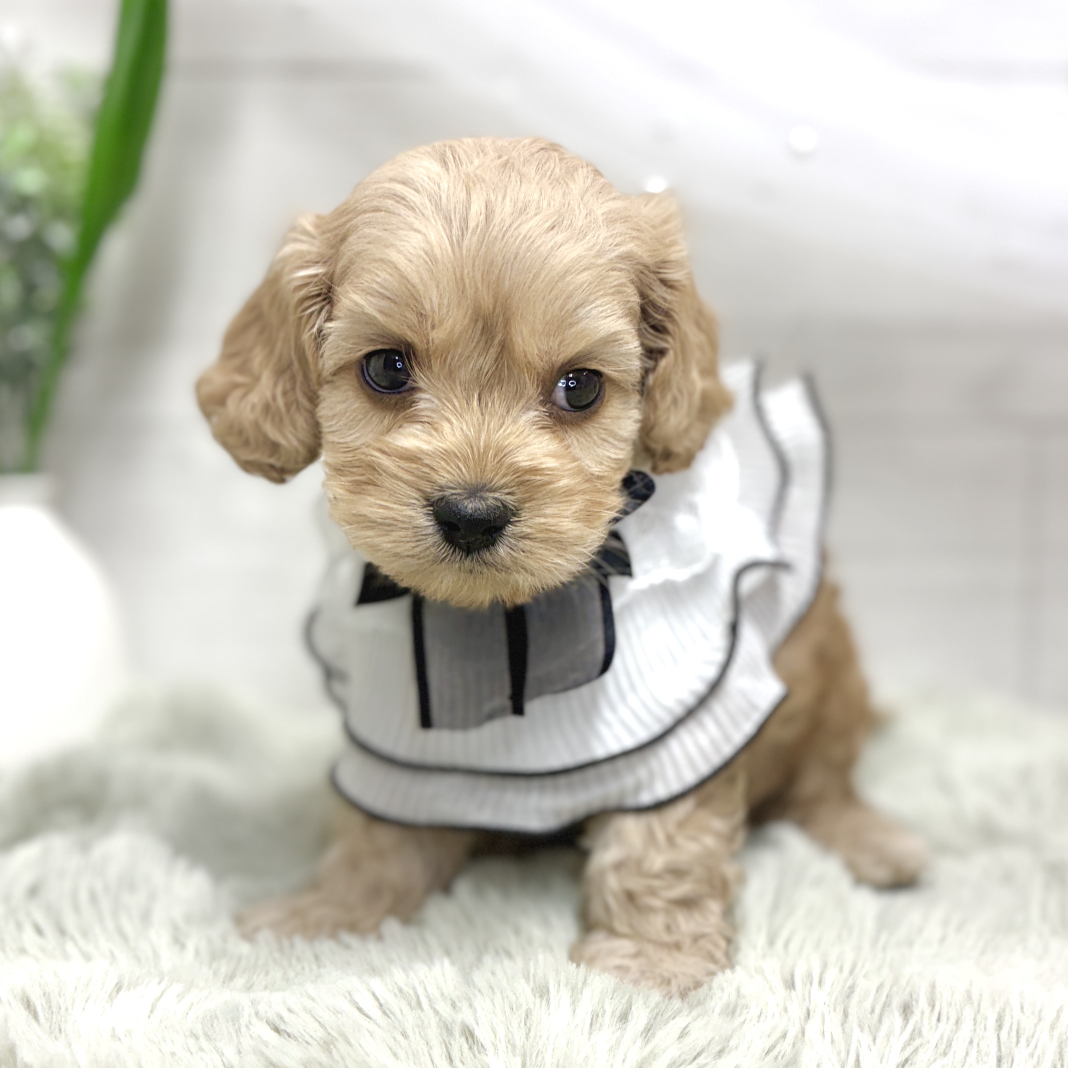 神奈川県のコッカプー(アメリカンコッカースパニエル×プードル) (犬の家＆猫の里相模原店/2026年8月23日生まれ/男の子/バフ)の子犬の3枚目の画像