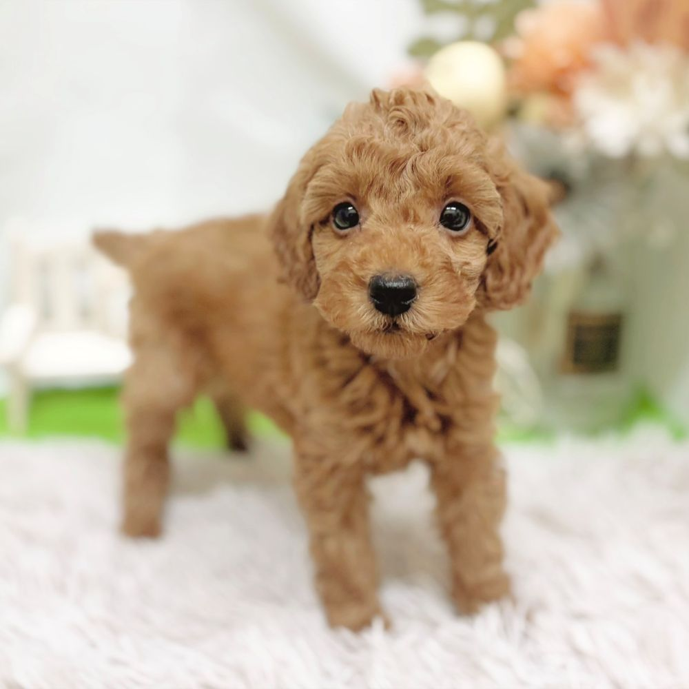 静岡県のトイプードル(トイ) (犬の家＆猫の里藤枝店/2026年8月23日生まれ/男の子/アプリコット)の子犬の1枚目の画像