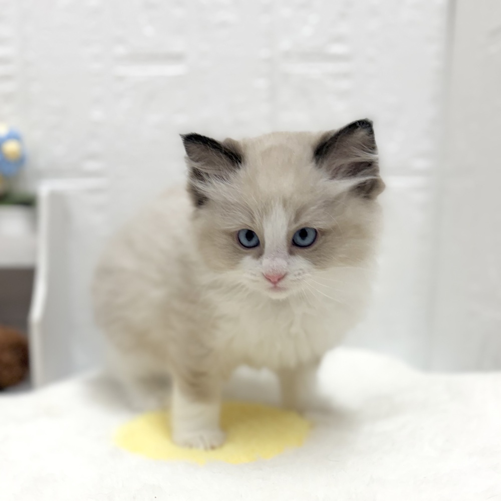 愛知県のラグドール (犬の家＆猫の里豊川インター店/2026年8月23日生まれ/男の子/シールポイントバイカラー)の子猫の3枚目の画像