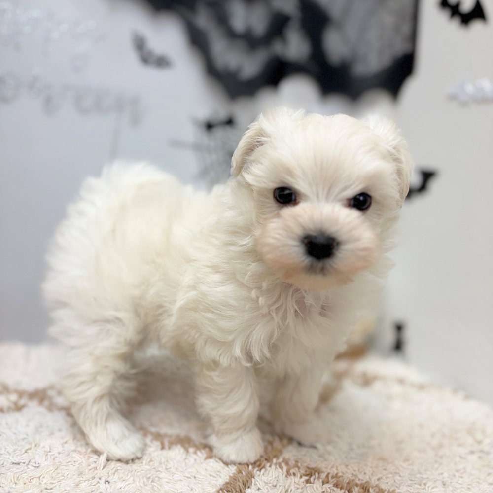 静岡県のマルプー(マルチーズ×プードル) (犬の家＆猫の里プレ葉ウォーク浜北店/2026年8月21日生まれ/男の子/ホワイト)の子犬の3枚目の画像
