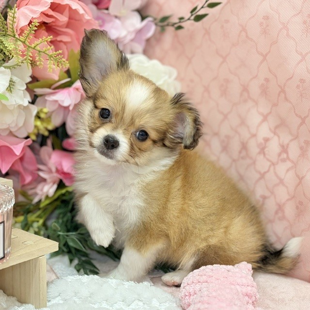 ハーフ犬男の子の写真