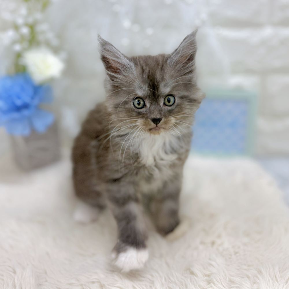 福井県のメインクーン (犬の家＆猫の里アミーゴ福井大和田店/2026年8月25日生まれ/男の子/ブルータビーホワイト)の子猫の3枚目の画像
