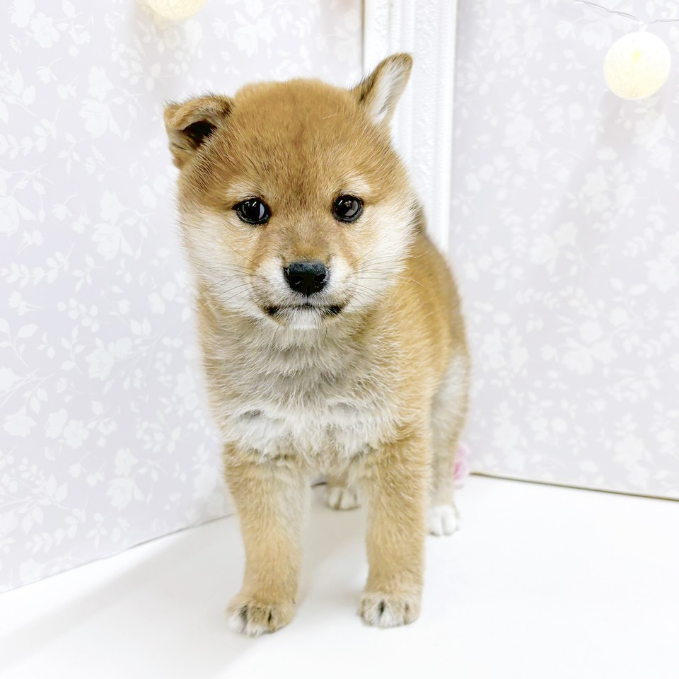 富山県の柴犬(標準サイズ) (犬の家＆猫の里アミーゴ高岡蓮花寺店/2026年8月22日生まれ/女の子/赤)の子犬の3枚目の画像