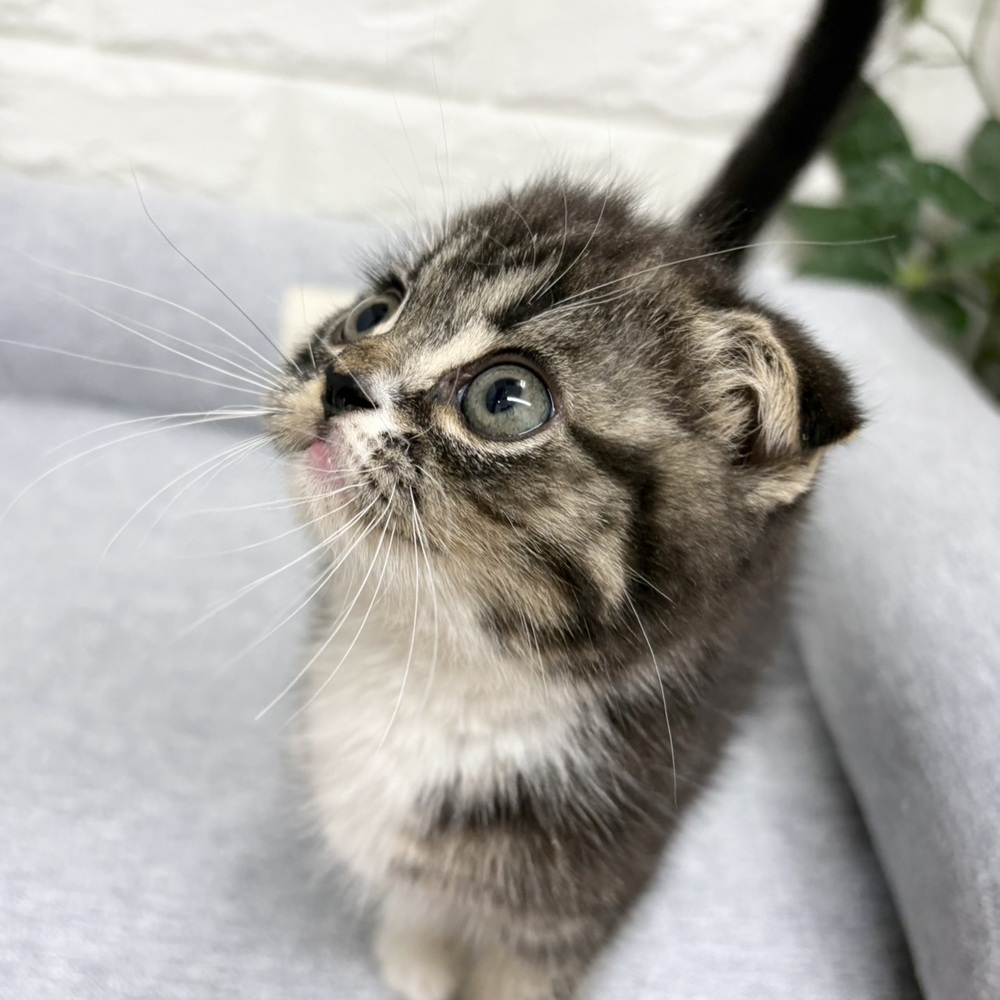 長野県のスコティッシュフォールド (犬の家＆猫の里塩尻店/2026年8月25日生まれ/男の子/ブラウンタビーホワイト)の子猫の3枚目の画像