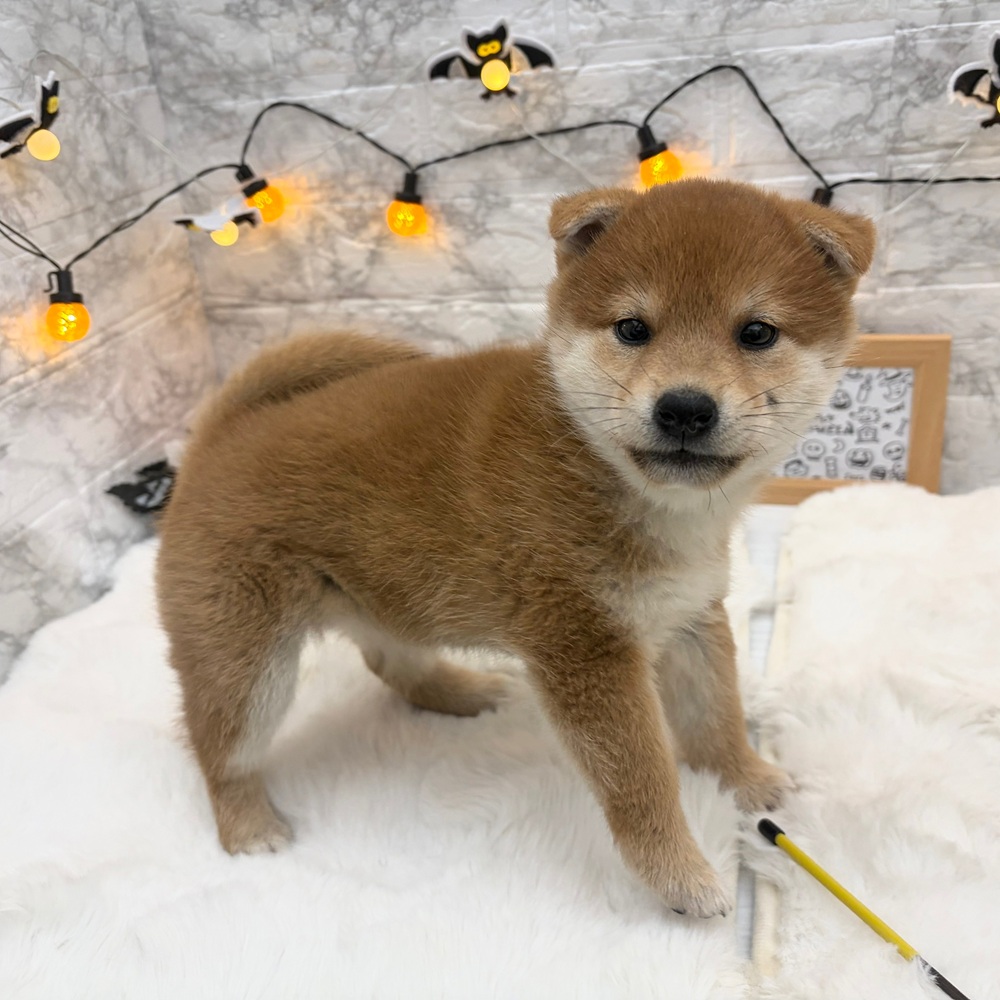 静岡県の柴犬(標準サイズ) (犬の家＆猫の里MEGAドン・キホーテ袋井店/2026年8月22日生まれ/女の子/赤)の子犬の1枚目の画像