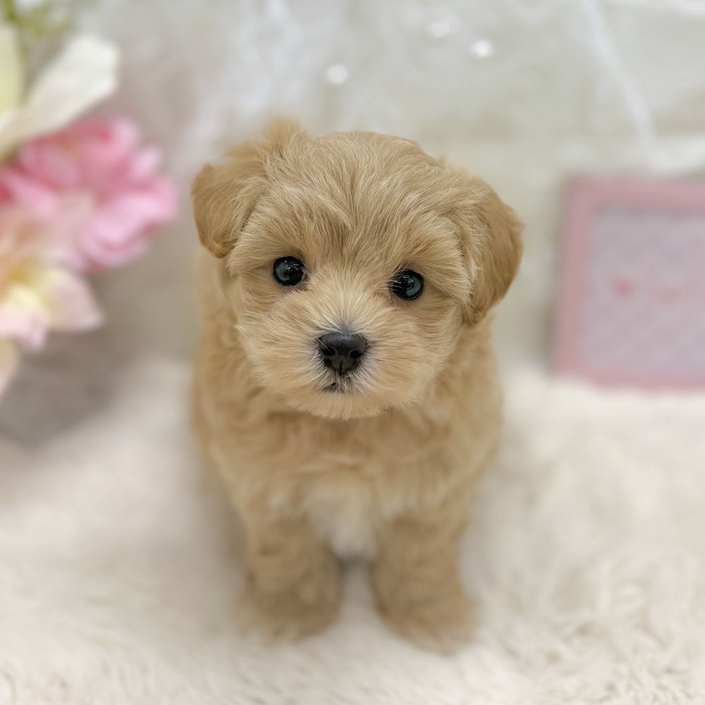 福井県のマルプー(マルチーズ×プードル) (犬の家＆猫の里アミーゴ福井大和田店/2026年8月22日生まれ/女の子/クリーム)の子犬の3枚目の画像
