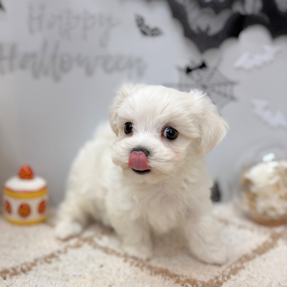 静岡県のマルチーズ (犬の家＆猫の里プレ葉ウォーク浜北店/2026年8月23日生まれ/男の子/ホワイト)の子犬の3枚目の画像