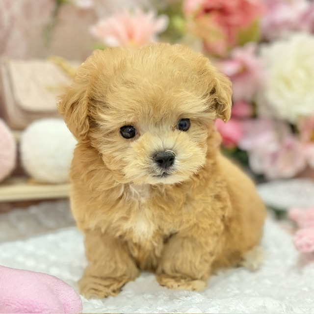 ハーフ犬男の子の写真