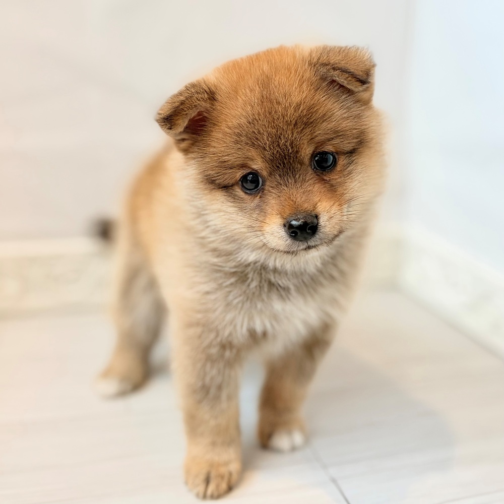 愛知県のポメ柴/豆ポメ/ポメ豆柴(ポメラニアン×柴犬) (犬の家＆猫の里春日井本店/2026年8月25日生まれ/男の子/赤)の子犬の3枚目の画像