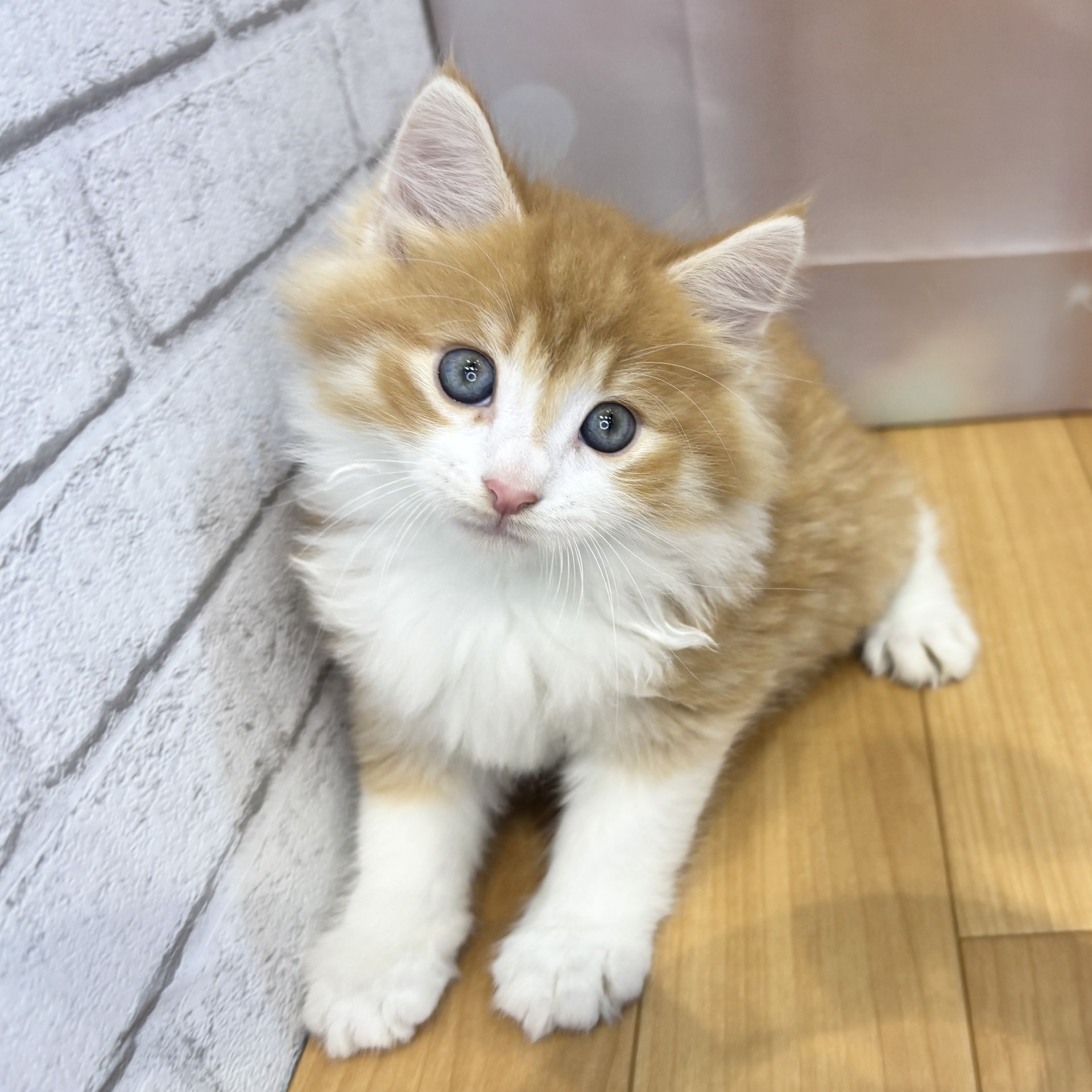 長野県のノルウェージャンフォレストキャット (犬の家＆猫の里カインズ梓川店/2026年8月25日生まれ/男の子/レッドタビーホワイト)の子猫の3枚目の画像