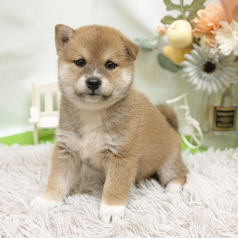 静岡県の柴犬(標準サイズ) (犬の家＆猫の里藤枝店/2026年8月24日生まれ/男の子/赤)の子犬の3枚目の画像