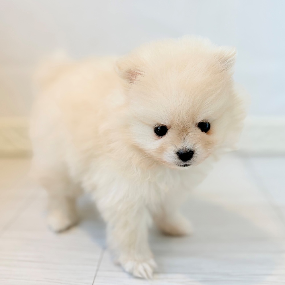 愛知県のポメラニアン (犬の家＆猫の里春日井本店/2026年8月24日生まれ/女の子/クリーム)の子犬の3枚目の画像