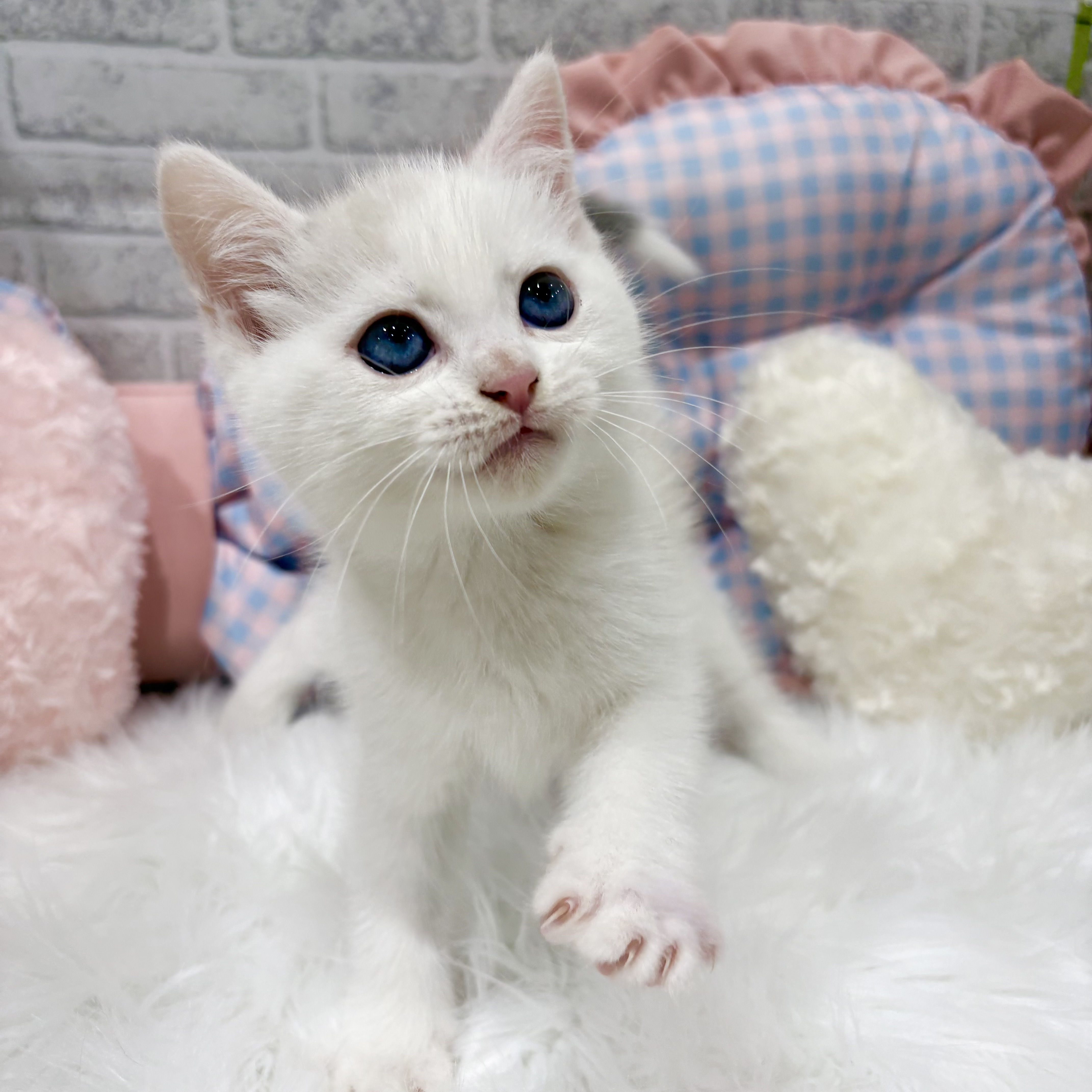 神奈川県のマンチカン (犬の家＆猫の里元住吉ブレーメン通り店/2026年8月24日生まれ/男の子/ライラックリンクス&ホワイト)の子猫の3枚目の画像