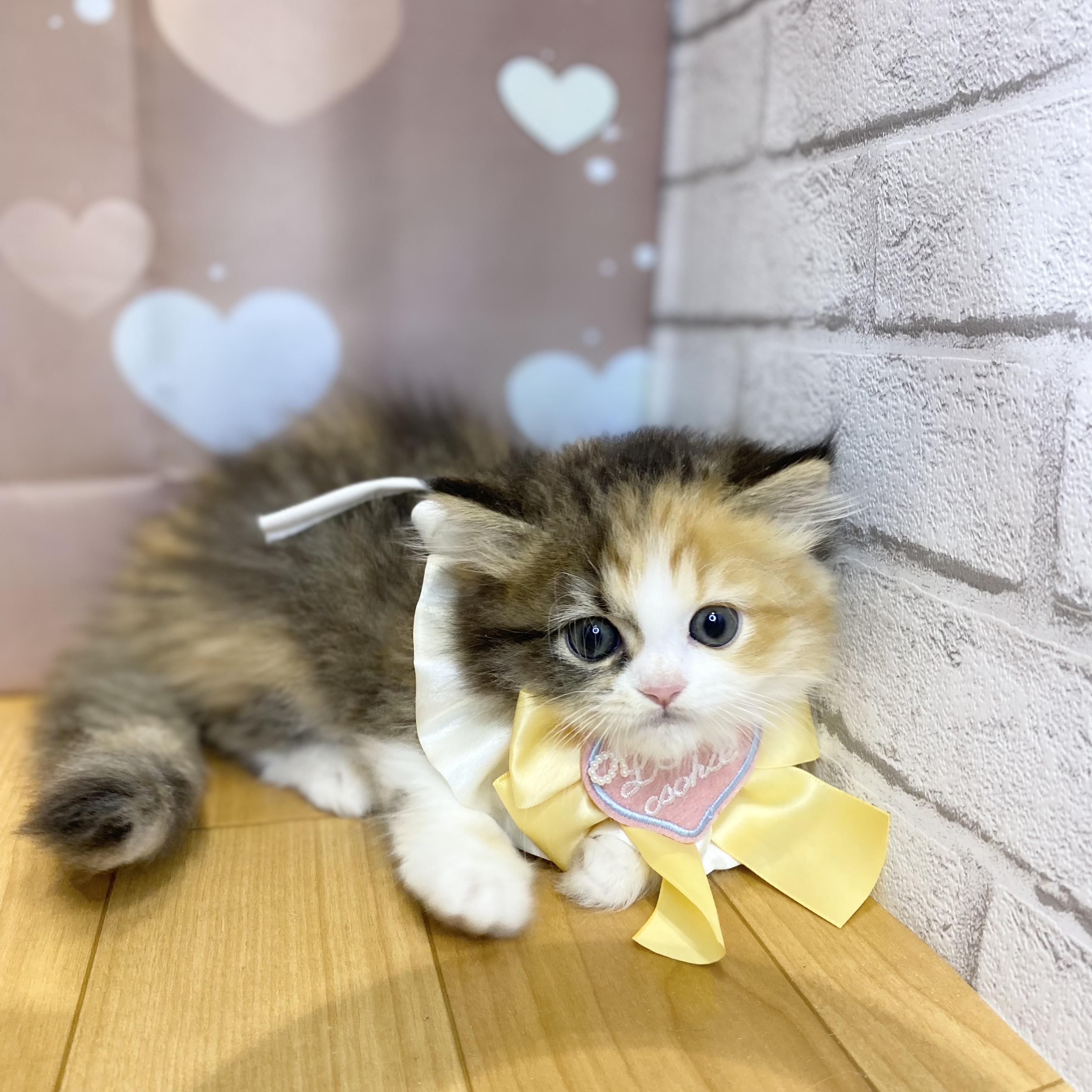 長野県のミヌエット (犬の家＆猫の里カインズ梓川店/2026年8月24日生まれ/女の子/キャリコ)の子猫の3枚目の画像