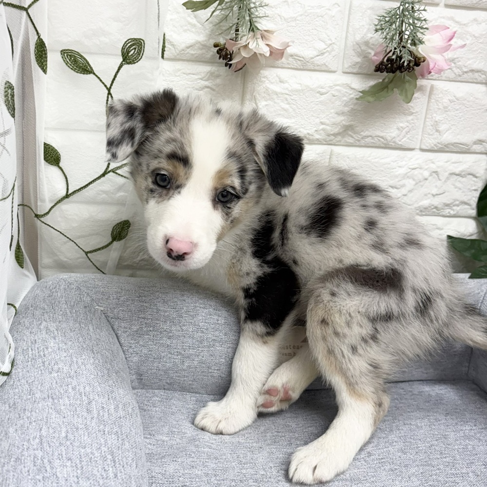 長野県のボーダーコリー (犬の家＆猫の里塩尻店/2026年8月24日生まれ/男の子/ブルーマールタンホワイト)の子犬の3枚目の画像