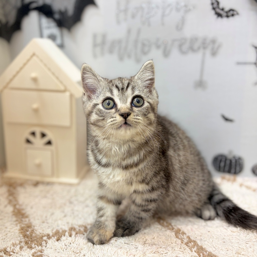 静岡県のマンチカン (犬の家＆猫の里プレ葉ウォーク浜北店/2026年8月23日生まれ/女の子/シルバーパッチドタビー)の子猫の3枚目の画像