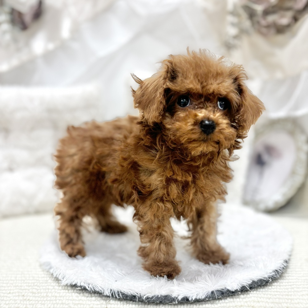 岐阜県のトイプードル(トイ) (犬の家＆猫の里カラフルタウン岐阜店/2026年8月17日生まれ/男の子/レッドフォーン)の子犬の3枚目の画像