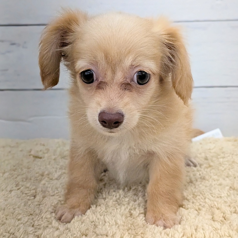 愛知県のチワックス(チワワ×ダックス) (犬の家＆猫の里七宝店/2026年8月25日生まれ/男の子/ゴールド)の子犬の3枚目の画像