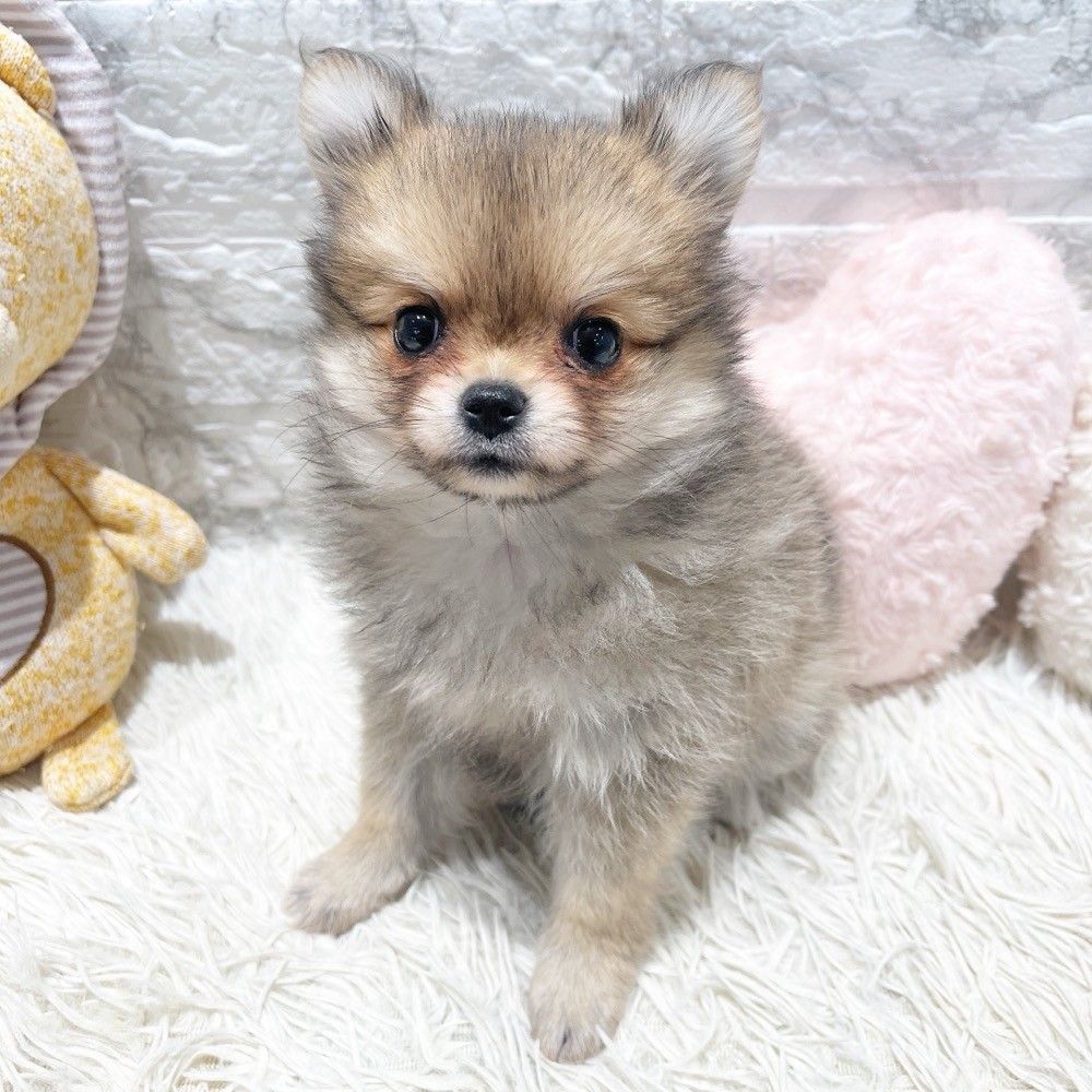 ハーフ犬女の子の写真