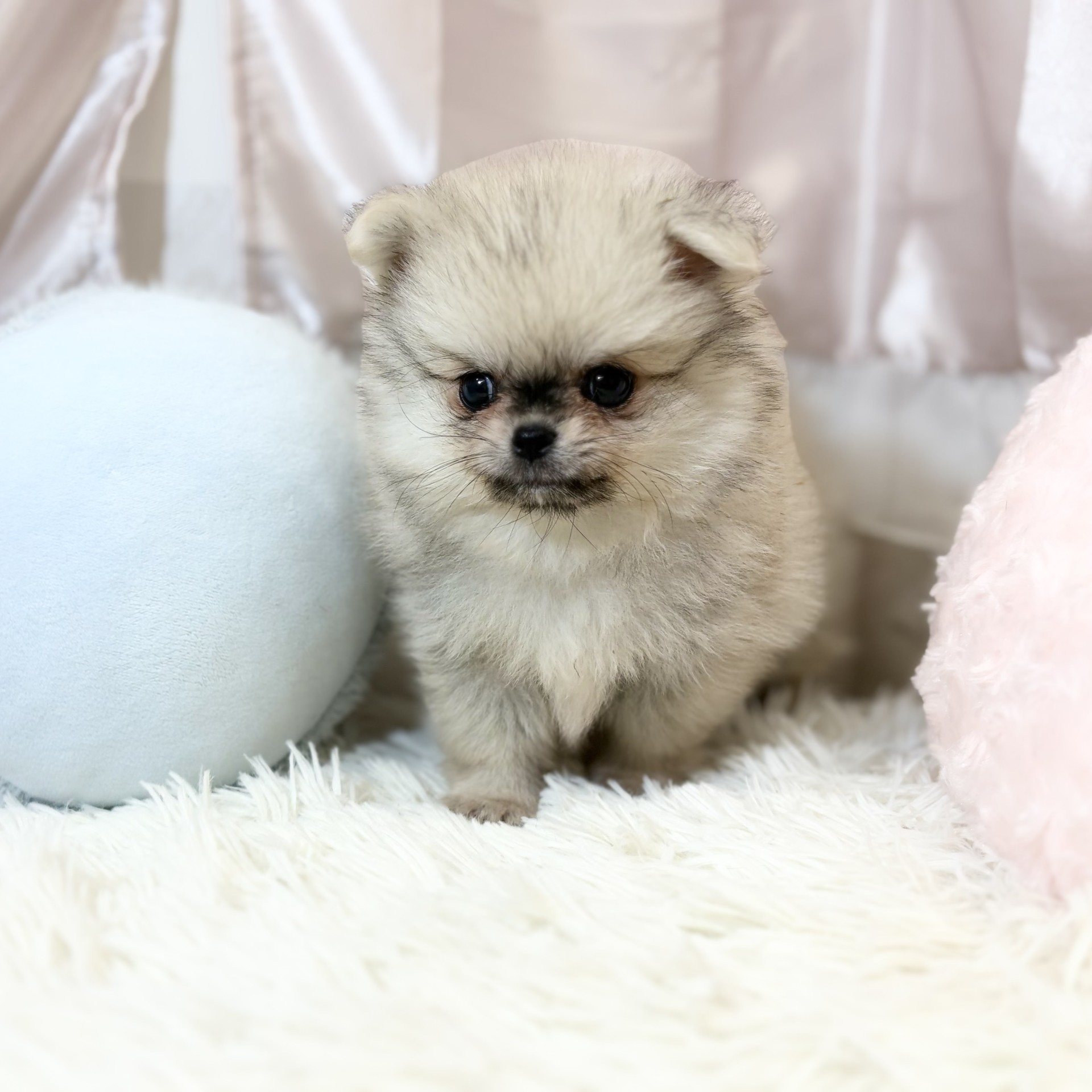 兵庫県のポメチワ/チワポメ/ポメチー(ポメラニアン×チワワ) (犬の家＆猫の里カナート西神戸店/2026年8月24日生まれ/男の子/フォーン)の子犬の3枚目の画像