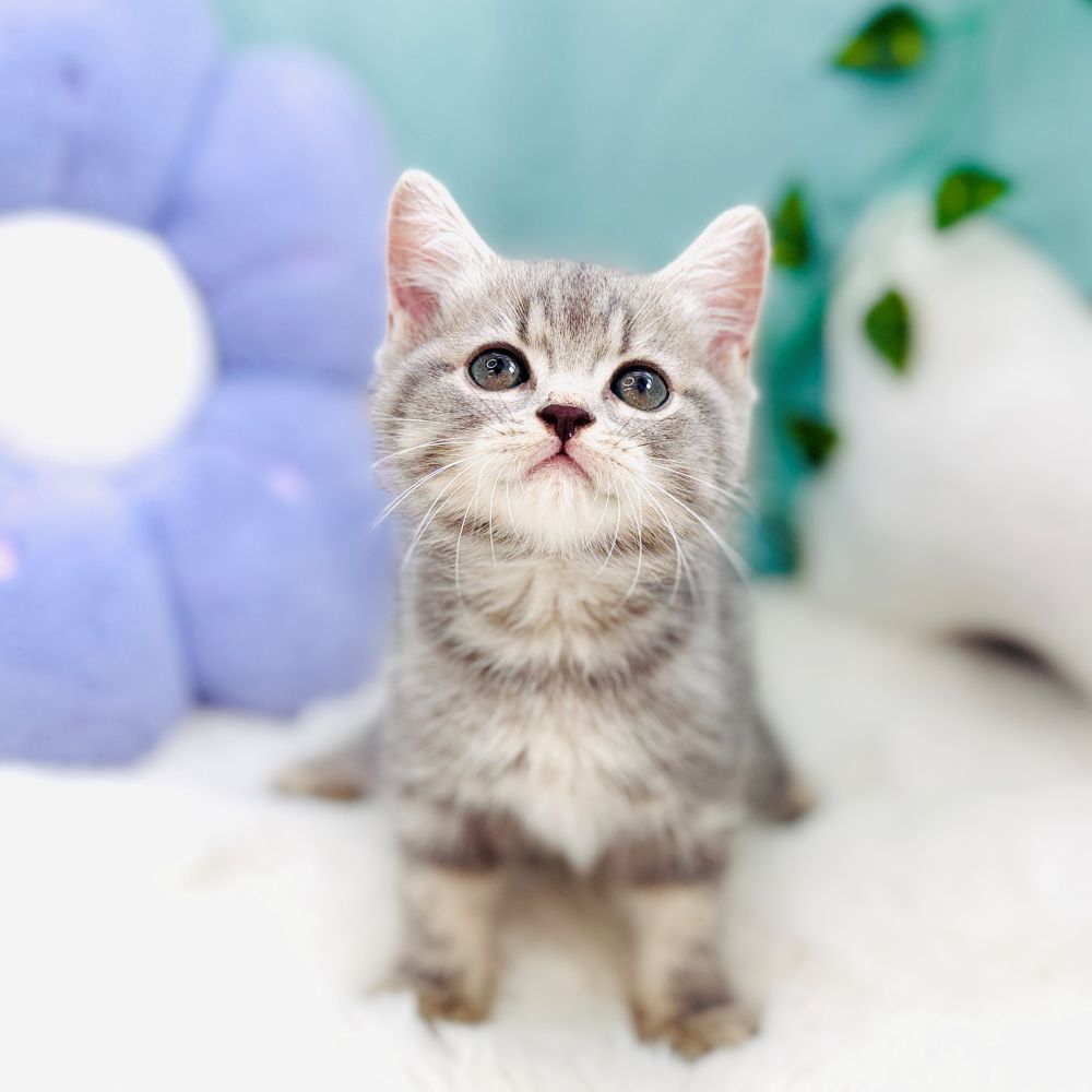 愛知県のスコティッシュフォールド (犬の家＆猫の里愛知刈谷店/2026年8月25日生まれ/男の子/ブルータビー)の子猫の3枚目の画像
