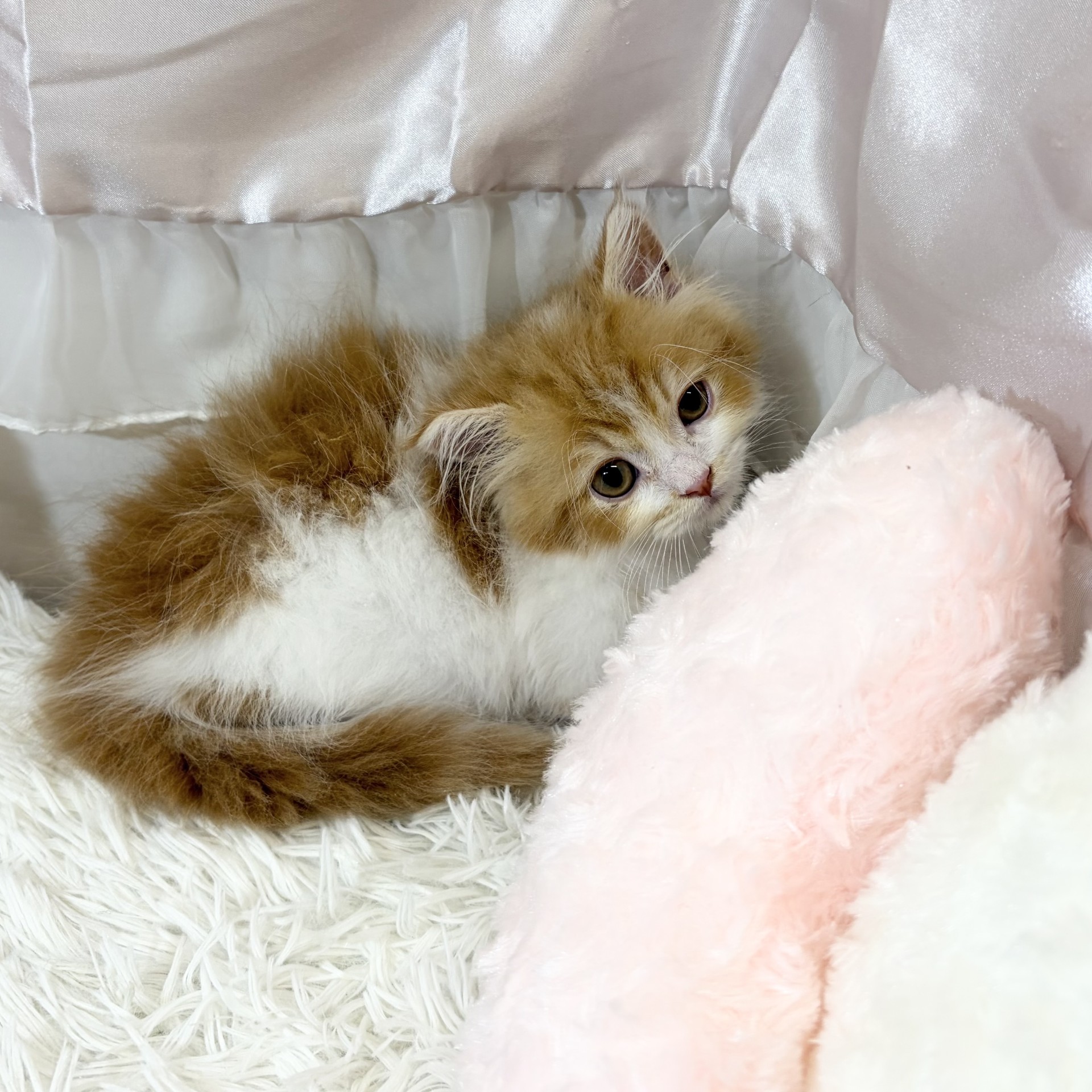 兵庫県のマンチカン (犬の家＆猫の里カナート西神戸店/2026年8月25日生まれ/女の子/レッドタビーホワイト)の子猫の3枚目の画像