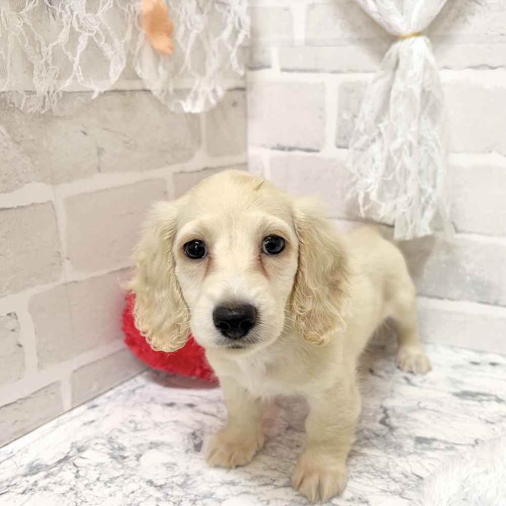 京都府のミニチュアダックスフンド(ロング) (犬の家＆猫の里京都精華店/2026年8月26日生まれ/女の子/イエロー)の子犬の3枚目の画像