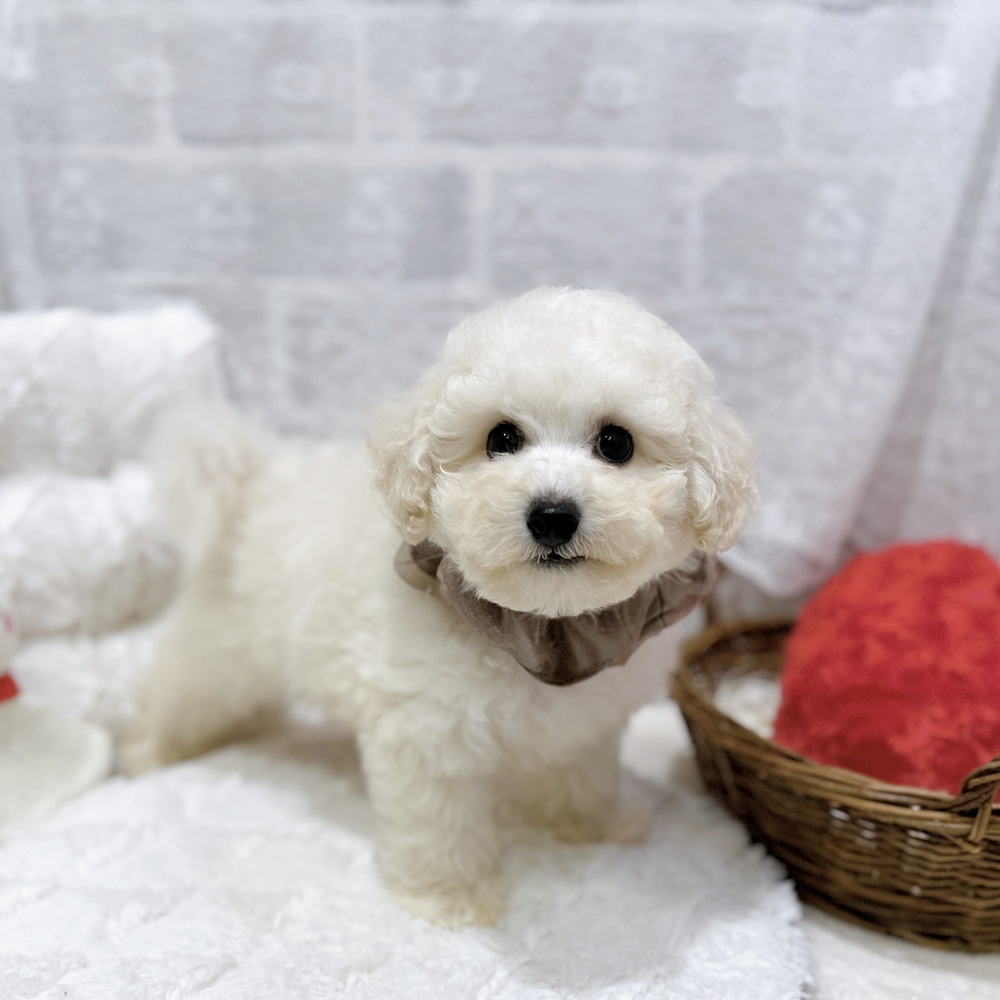 滋賀県のビションプー(ビションフリーゼ×プードル) (犬の家＆猫の里長浜店/2026年8月22日生まれ/男の子/ホワイト)の子犬の3枚目の画像