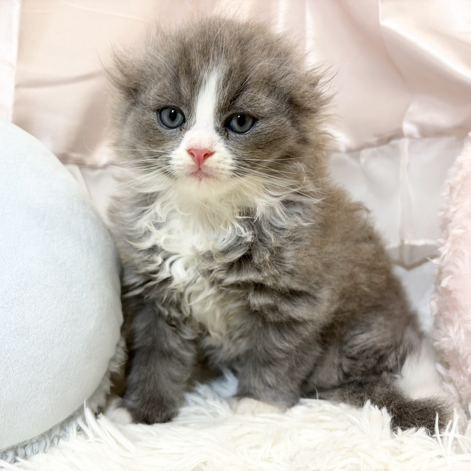 兵庫県のスコティッシュフォールド (犬の家＆猫の里カナート西神戸店/2026年8月26日生まれ/男の子/ブルータビーホワイト)の子猫の3枚目の画像