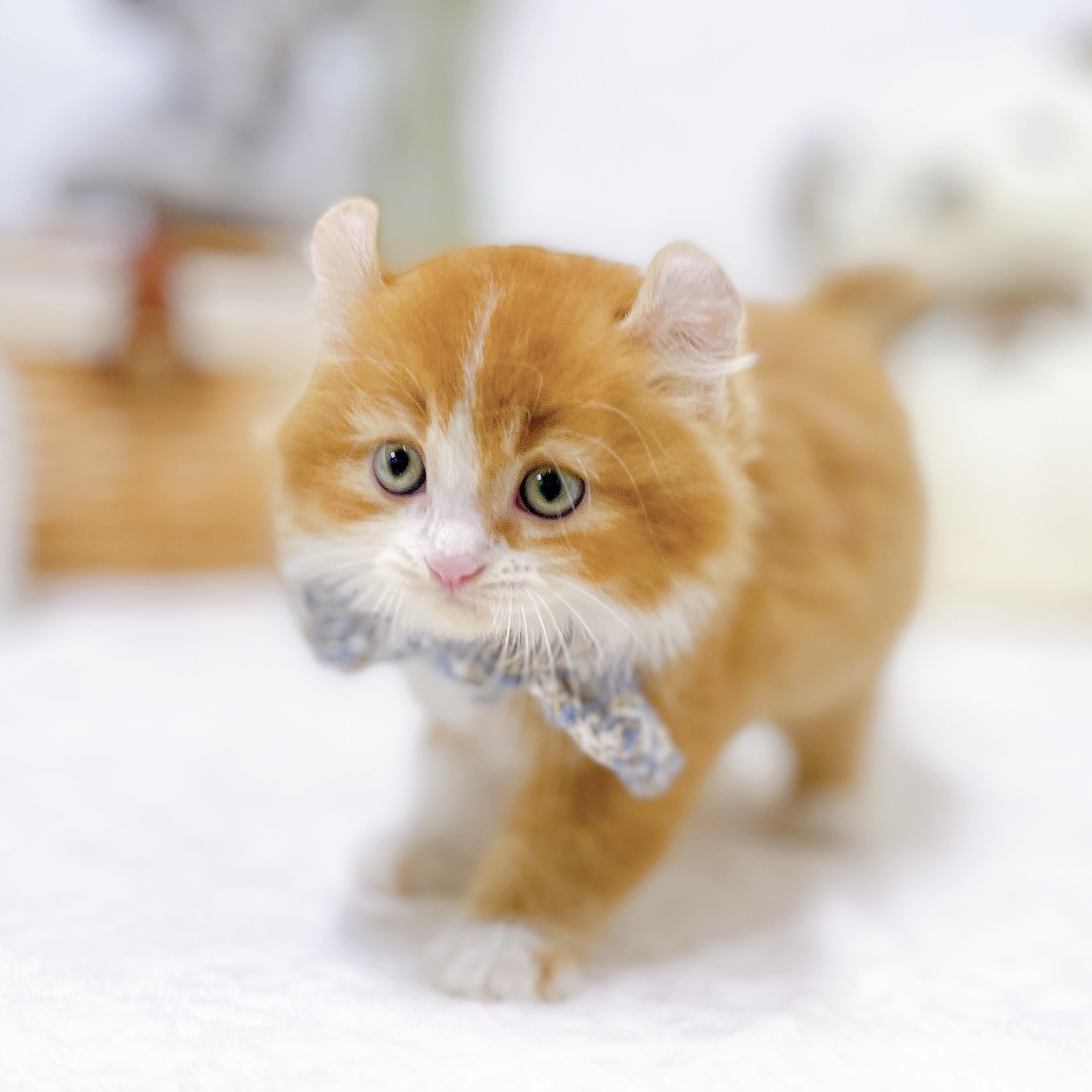 滋賀県のアメリカンカール (犬の家＆猫の里近江八幡店/2026年8月25日生まれ/男の子/レッドタビーホワイト)の子猫の3枚目の画像