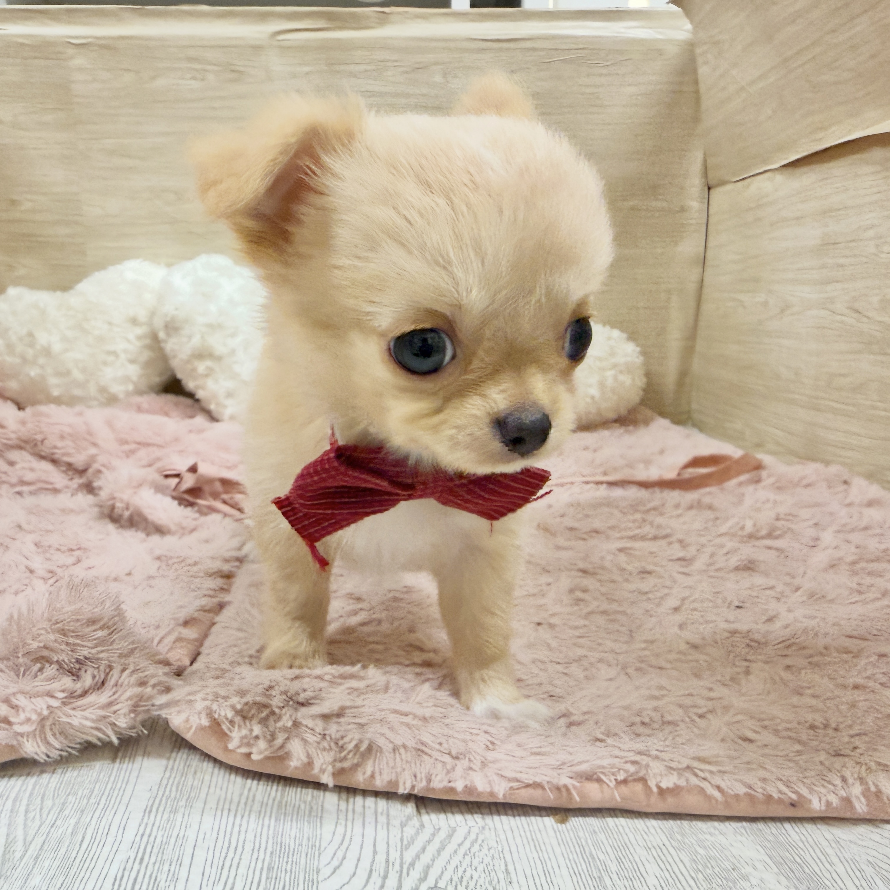 大阪府のチワワ(ロング) (犬の家＆猫の里そよら東岸和田店/2026年8月27日生まれ/女の子/クリーム)の子犬の3枚目の画像