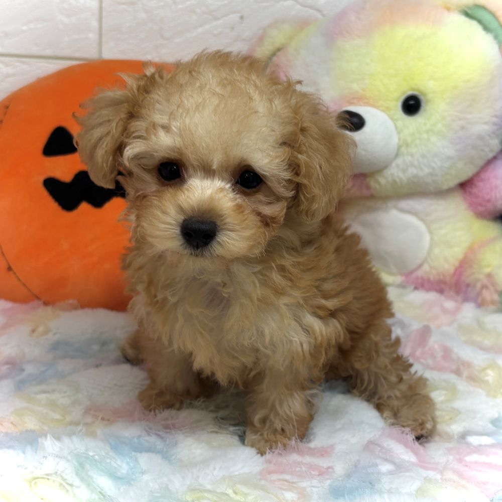 兵庫県のトイプードル(タイニー) (犬の家＆猫の里ゆめタウン姫路店/2026年8月27日生まれ/男の子/ペールフォーン)の子犬の3枚目の画像