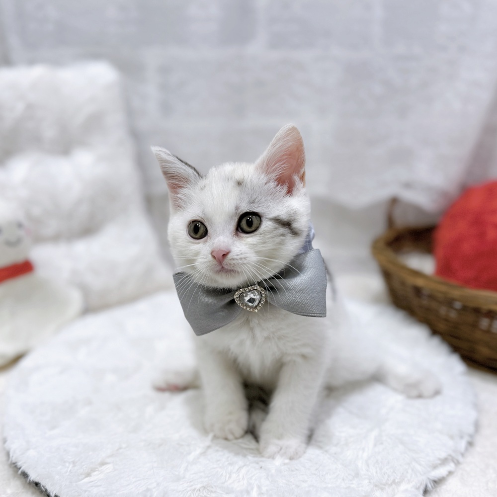 滋賀県のスコティッシュストレート (犬の家＆猫の里長浜店/2026年8月27日生まれ/女の子/シルバーパッチドタビーホワイト)の子猫の3枚目の画像