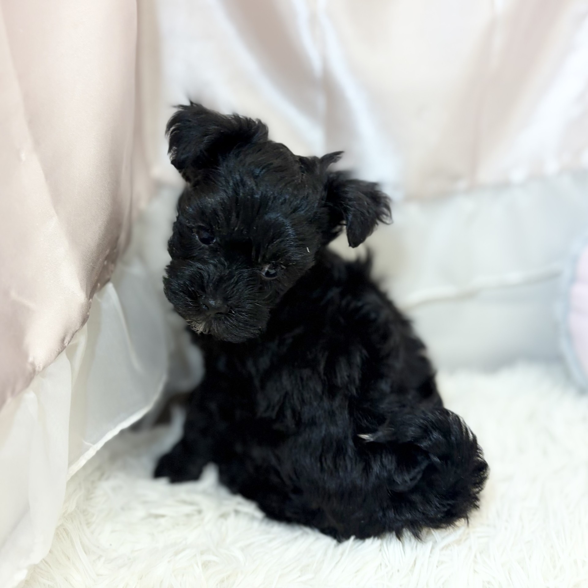 兵庫県のマルプー(マルチーズ×プードル) (犬の家＆猫の里カナート西神戸店/2026年8月26日生まれ/女の子/ブラック)の子犬の3枚目の画像