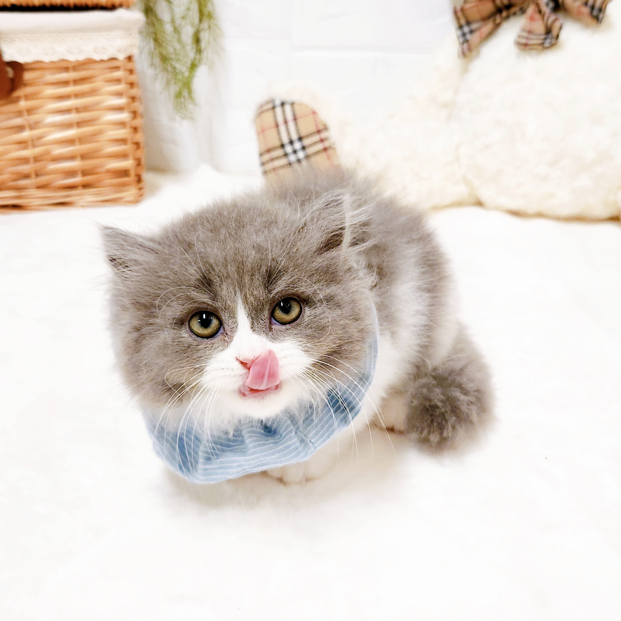 滋賀県のマンチカン (犬の家＆猫の里近江八幡店/2026年8月27日生まれ/男の子/ブルーホワイト)の子猫の3枚目の画像