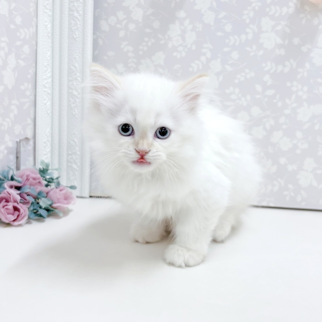 富山県のミヌエット (犬の家＆猫の里アミーゴ高岡蓮花寺店/2026年8月26日生まれ/男の子/レッドポイント)の子猫の3枚目の画像