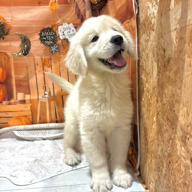 福岡県のゴールデンレトリバー (犬の家＆猫の里トリアス久山店/2026年8月25日生まれ/男の子/クリーム)の子犬の1枚目の画像