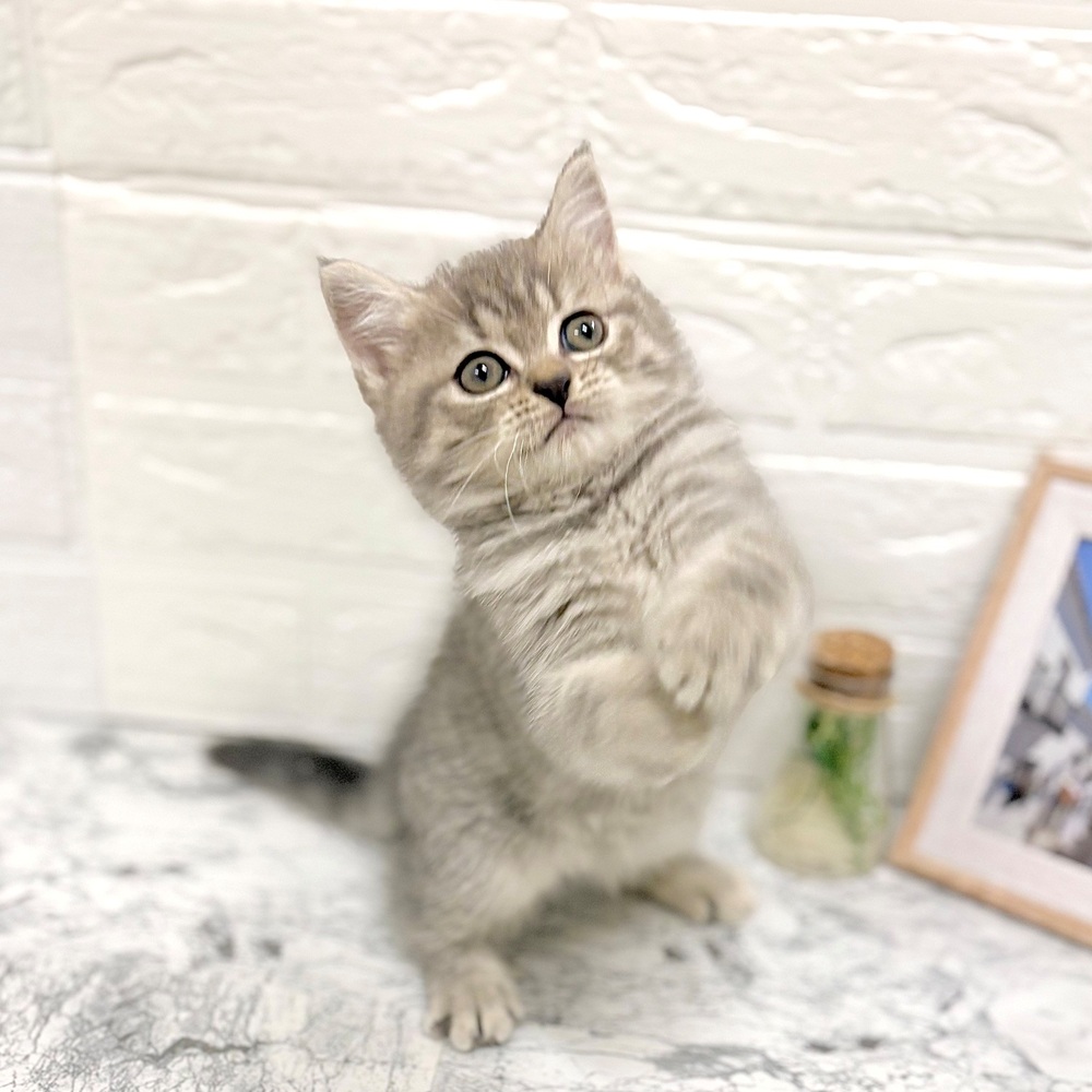 愛知県のマンチカン (犬の家＆猫の里豊田店/2026年8月24日生まれ/女の子/ブルーパッチドタビー)の子猫の3枚目の画像