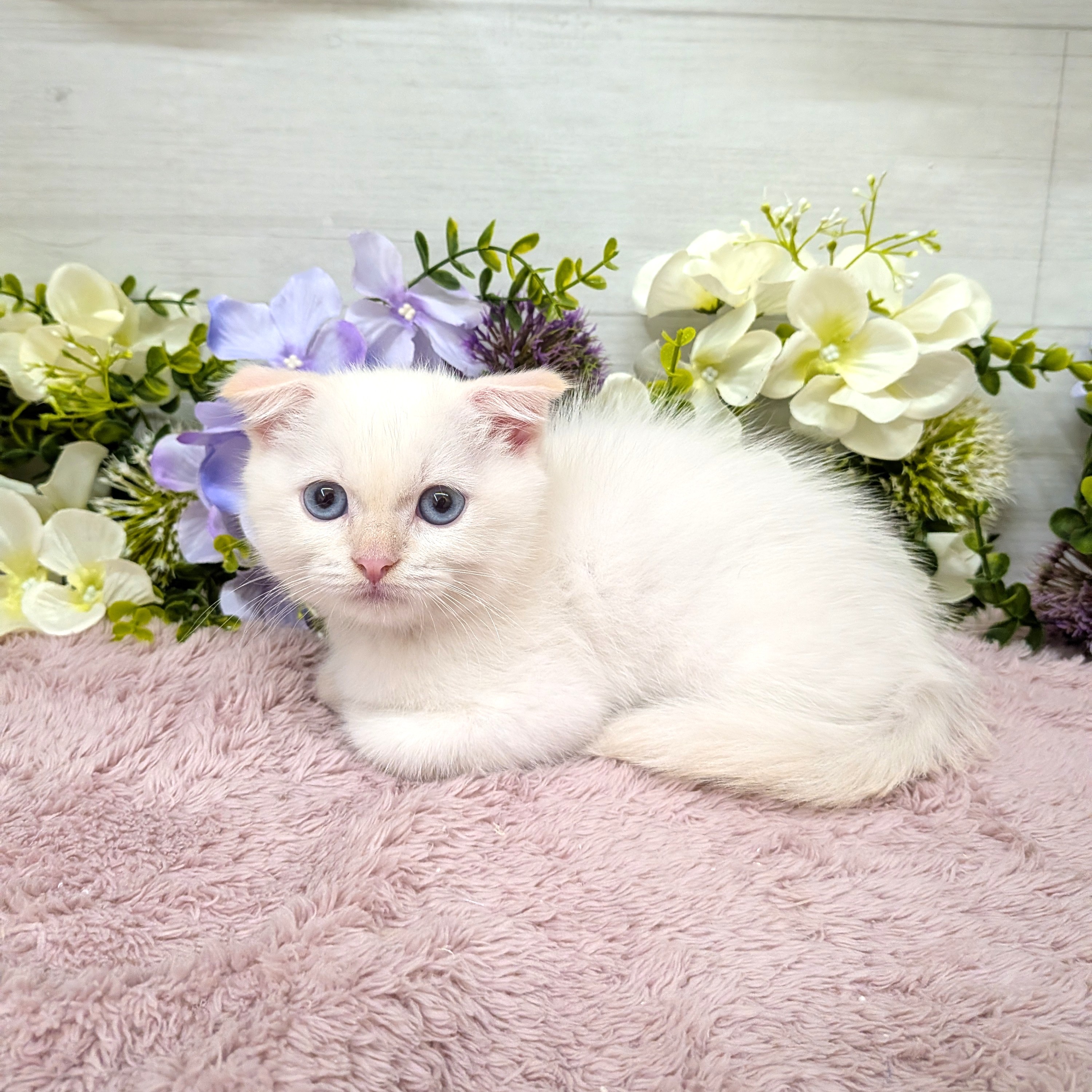 愛知県のスコティッシュフォールド (犬の家＆猫の里碧南店/2026年8月22日生まれ/男の子/クリームポイント)の子猫の3枚目の画像