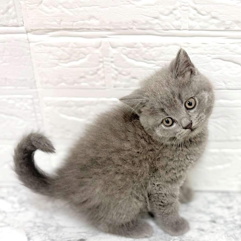 愛知県のブリティッシュショートヘアー (犬の家＆猫の里豊田店/2026年8月29日生まれ/男の子/ブルー)の子猫の3枚目の画像