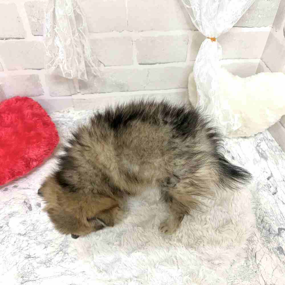 京都府のポメチワ/チワポメ/ポメチー(ポメラニアン×チワワ) (犬の家＆猫の里京都精華店/2026年8月25日生まれ/女の子/フォーン)の子犬の3枚目の画像