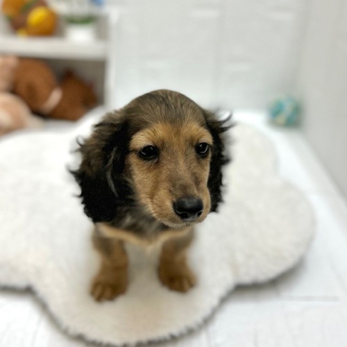 愛知県のカニンヘンダックスフンド(ロング) (犬の家＆猫の里豊川インター店/2026年8月29日生まれ/女の子/レッド)の子犬の3枚目の画像