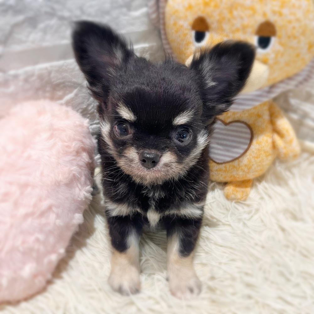愛知県のチワワ(ロング) (犬の家＆猫の里MiO香久山店/2026年8月29日生まれ/女の子/ブラッククリーム)の子犬の3枚目の画像