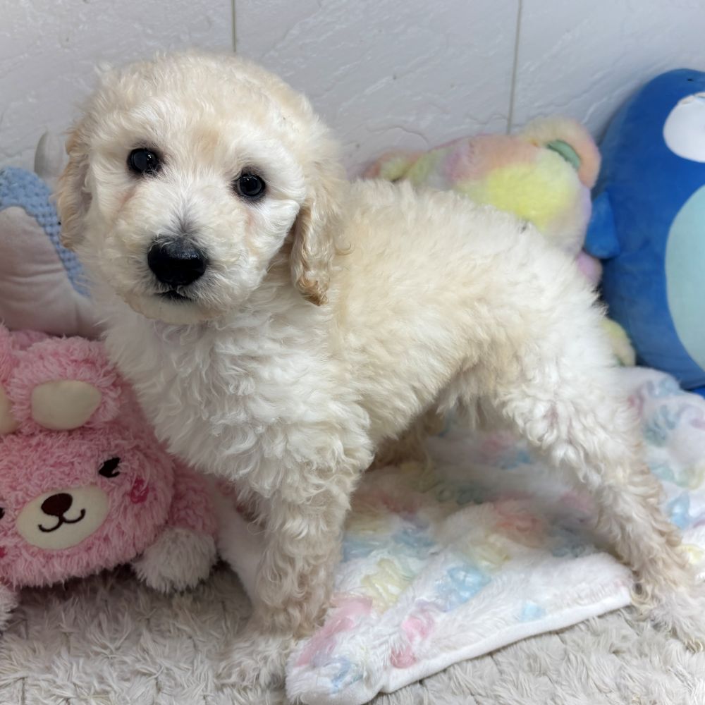 兵庫県のスタンダードプードル (犬の家＆猫の里ゆめタウン姫路店/2026年8月28日生まれ/女の子/ホワイト)の子犬の3枚目の画像