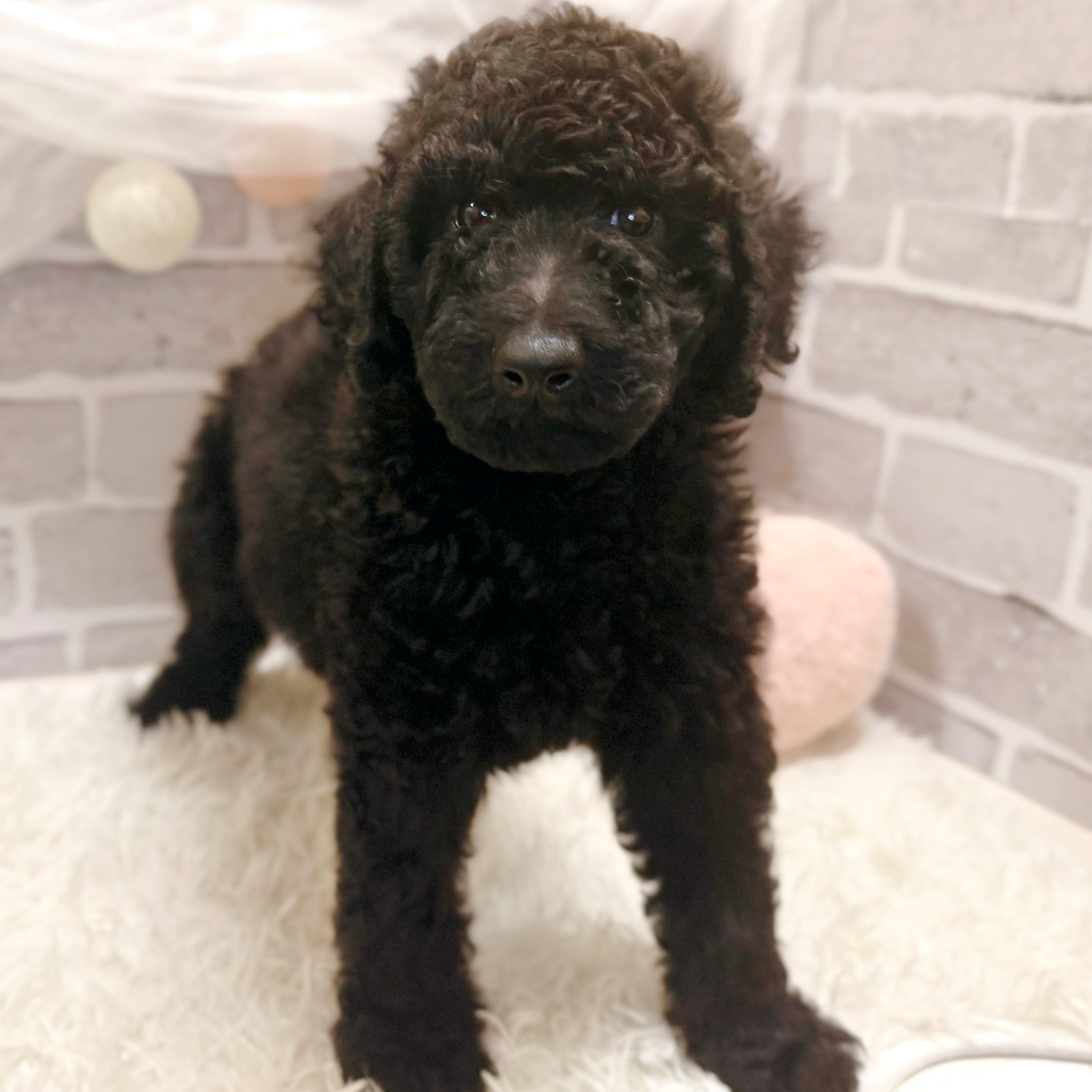 兵庫県のスタンダードプードル (犬の家＆猫の里神戸店/2026年8月28日生まれ/男の子/ブラック)の子犬の3枚目の画像