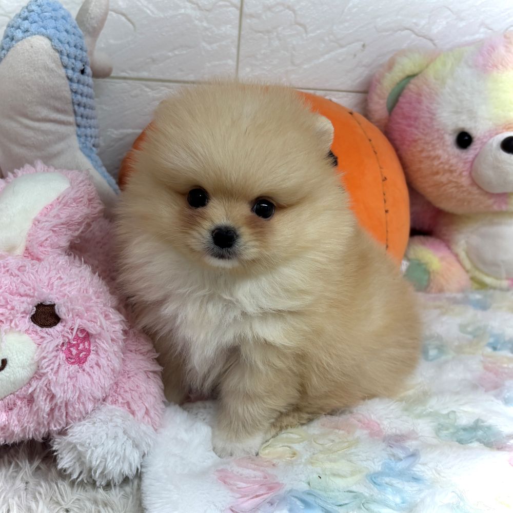 兵庫県のポメラニアン (犬の家＆猫の里ゆめタウン姫路店/2026年8月29日生まれ/男の子/クリーム)の子犬の3枚目の画像