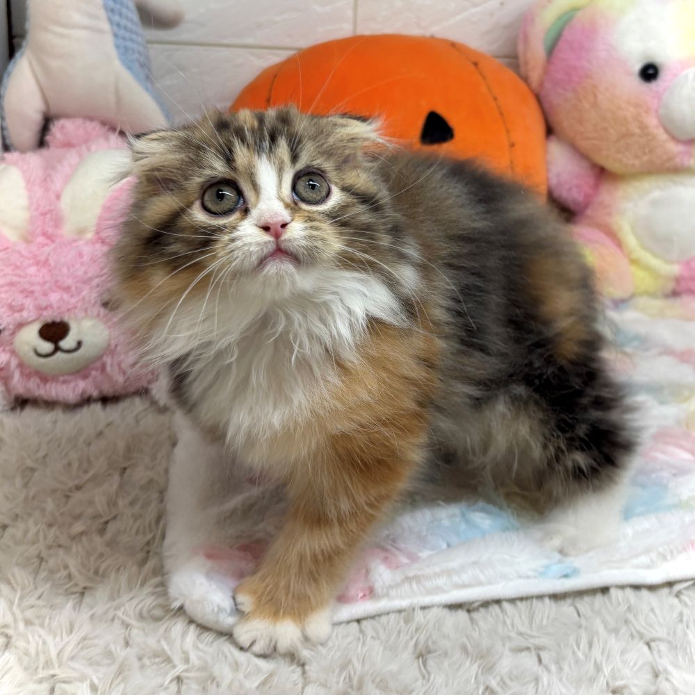 兵庫県のスコティッシュフォールド (犬の家＆猫の里ゆめタウン姫路店/2026年8月29日生まれ/女の子/ブラウンパッチドタビーホワイト)の子猫の3枚目の画像