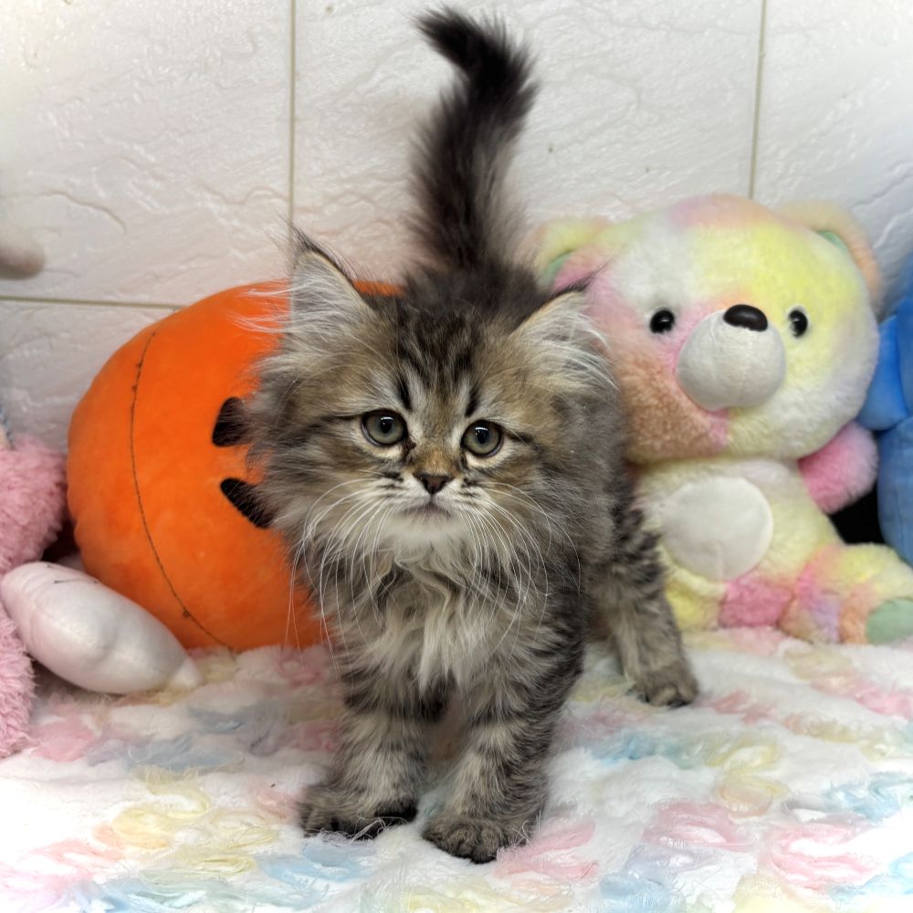 兵庫県のミヌエット (犬の家＆猫の里ゆめタウン姫路店/2026年8月22日生まれ/男の子/ブラウンタビー)の子猫の1枚目の画像